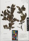 Foto von Salix mielichhoferi Saut.